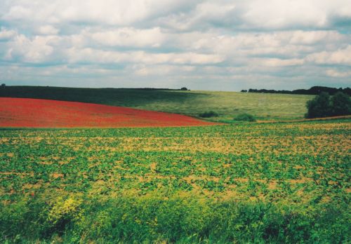 Feld
