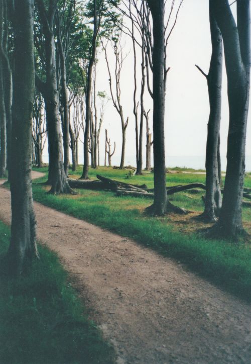 Laubwald an der Ostseeküste